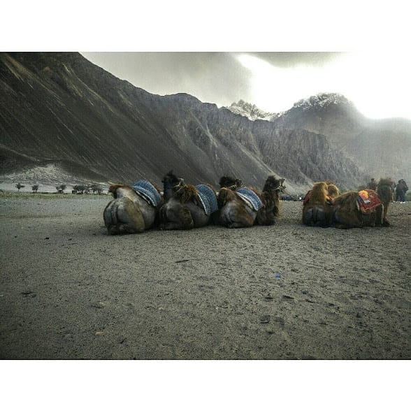 Kashmir travel stories: sand dunes of Nubra