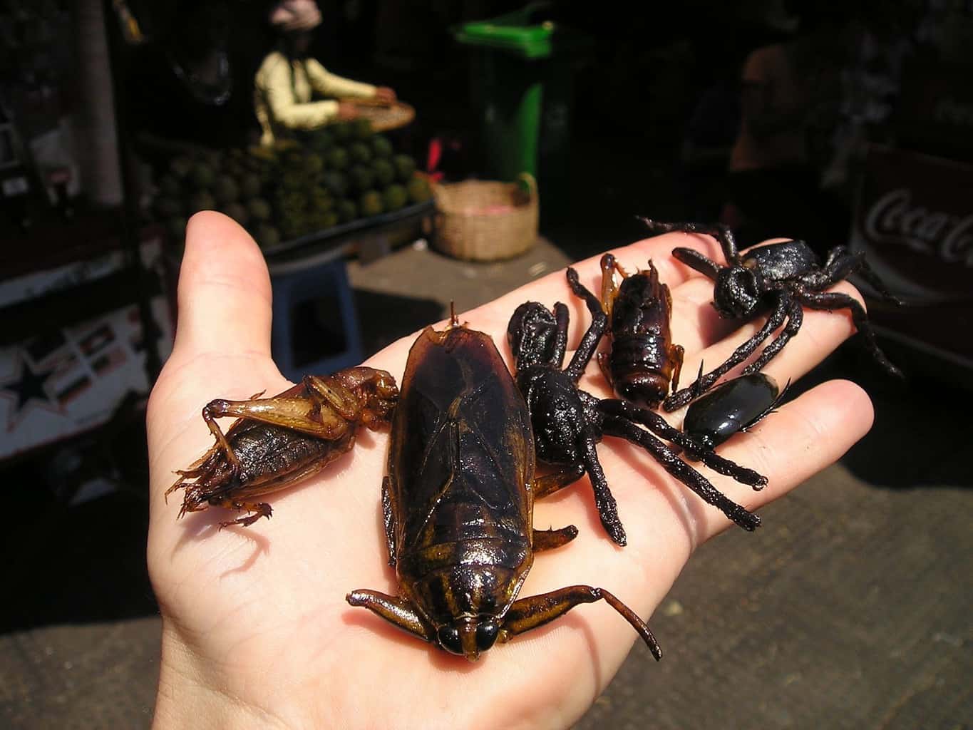 insects food cambodia