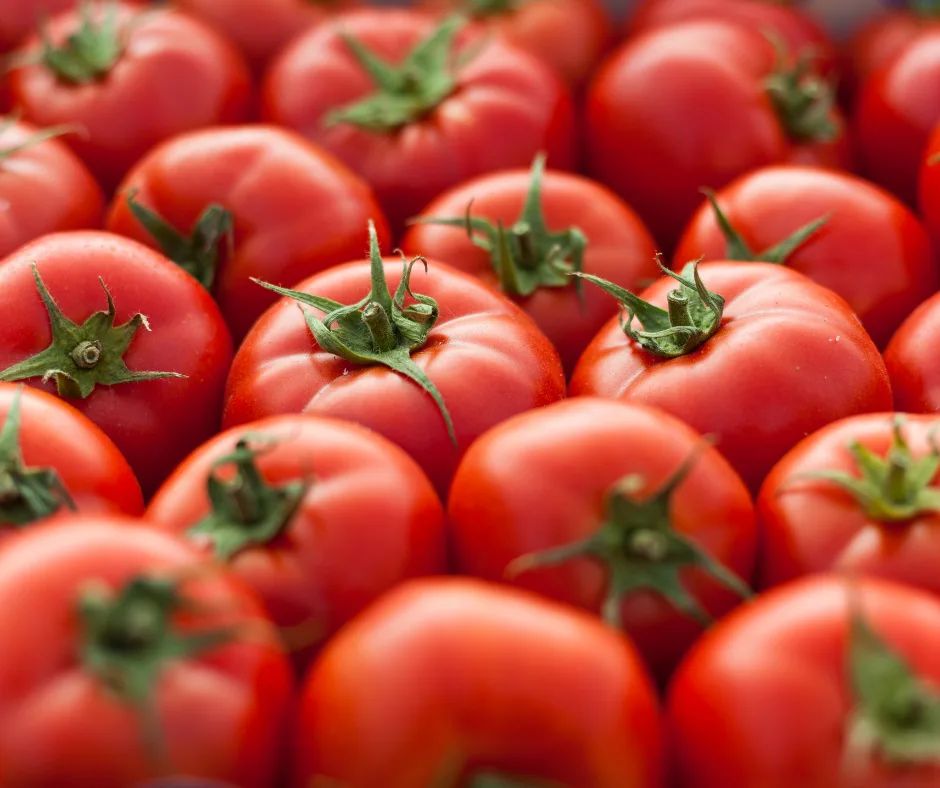 A giant tomato fight