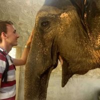 Elephant smiling