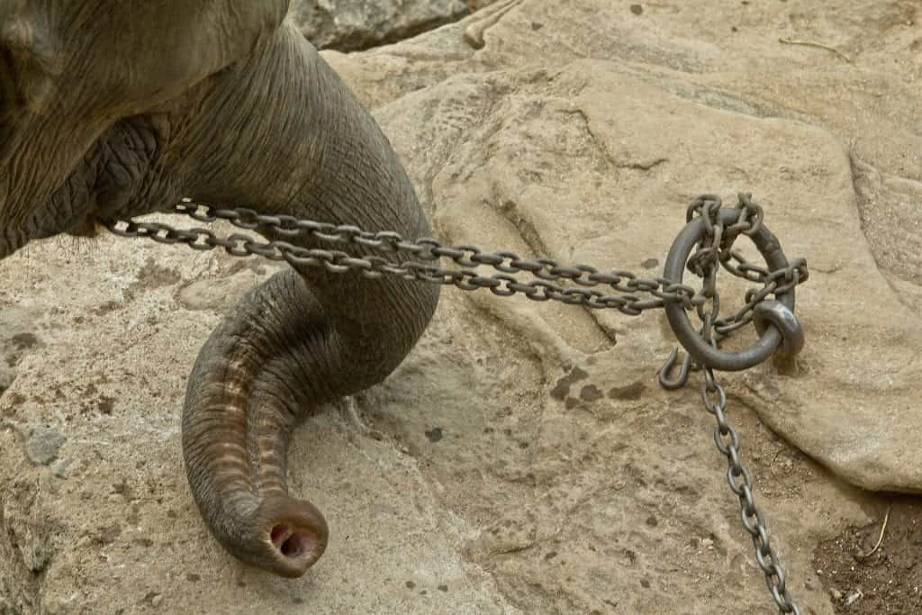 captive elephant truth about riding elephants