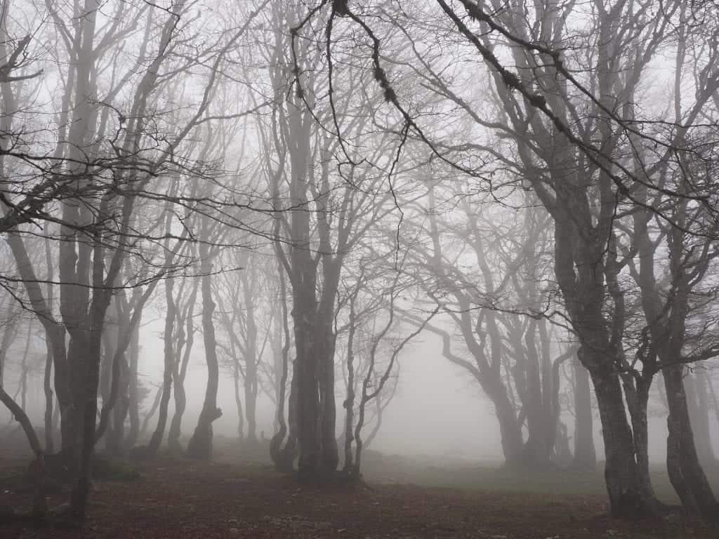 Hoia Baciu Forest haunted places in europe