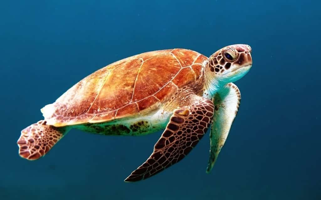 underwater turtle
