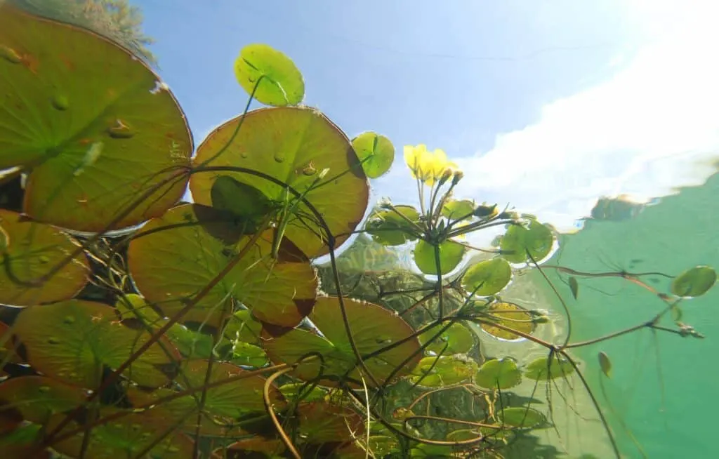underwater farm