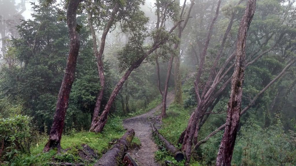Nepal forest