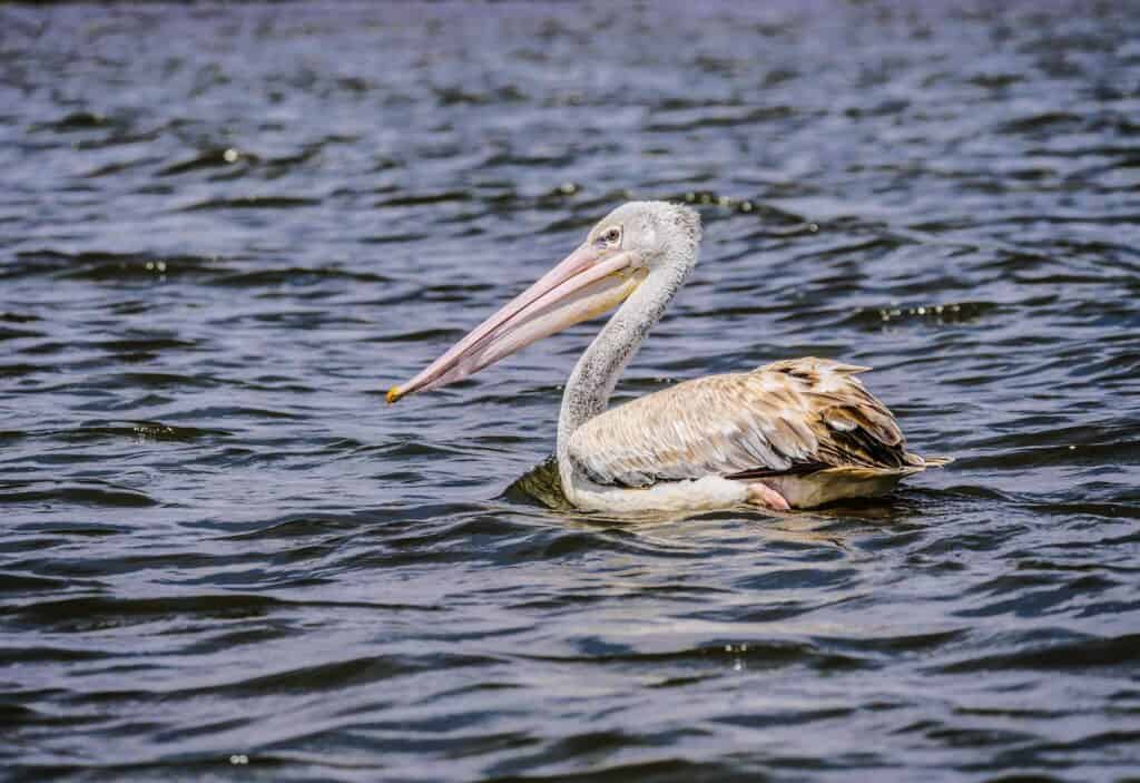 pelican lake hidden gems in minnesota