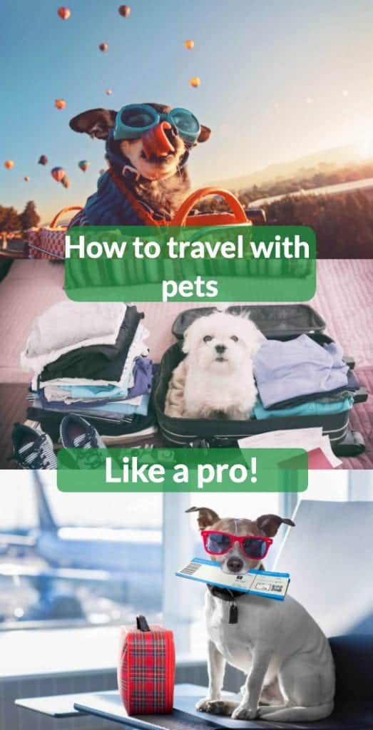how to travel with pets