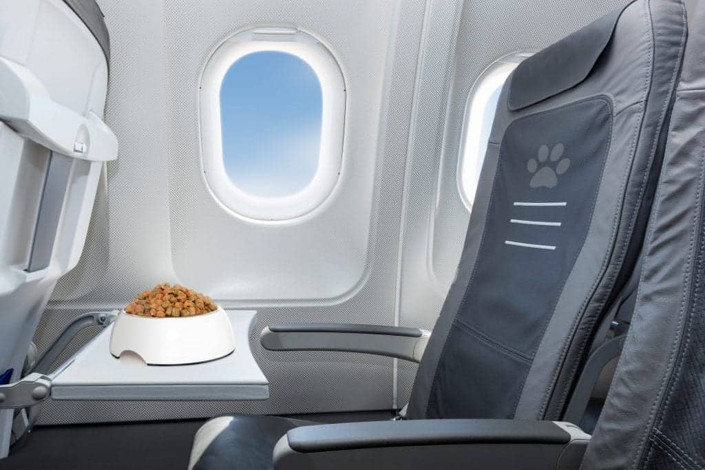 airplane dog travel