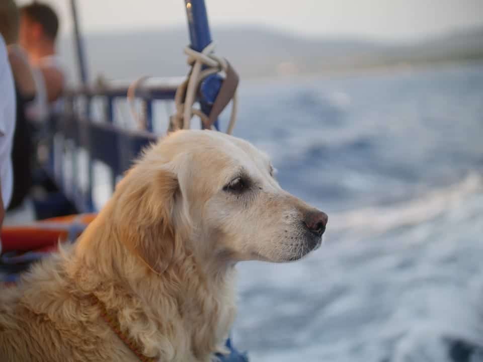 boat travel with pets