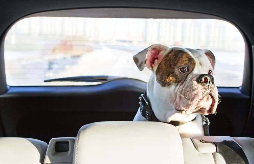 dog alone in car