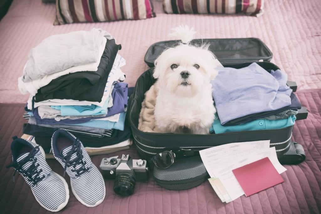 pet travel essentials