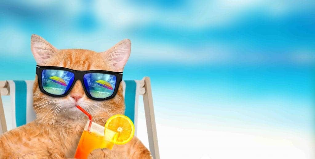 cat on vacation