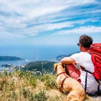 travel with pets