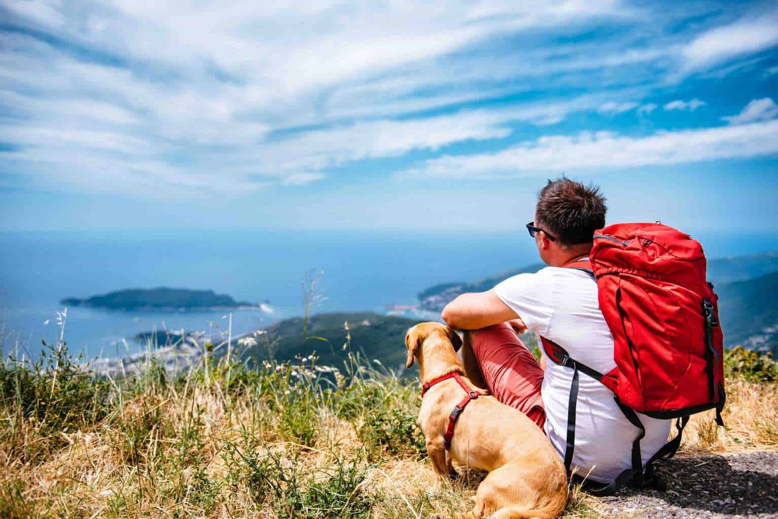 Traveling with pets: Everything you need to know