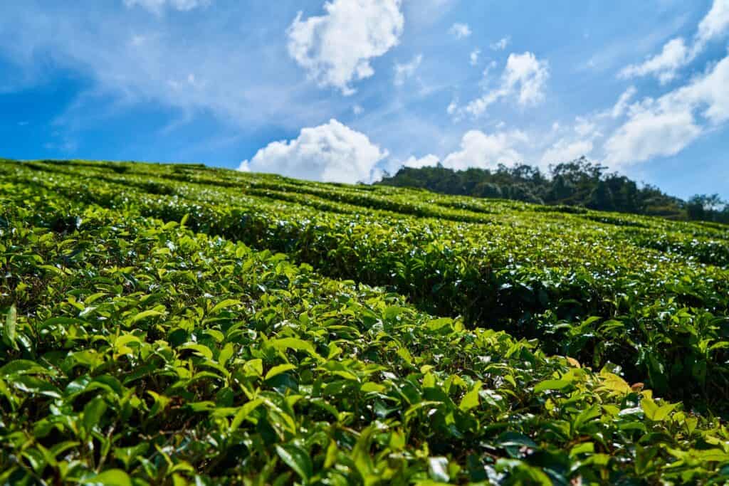 sochi tea plantation