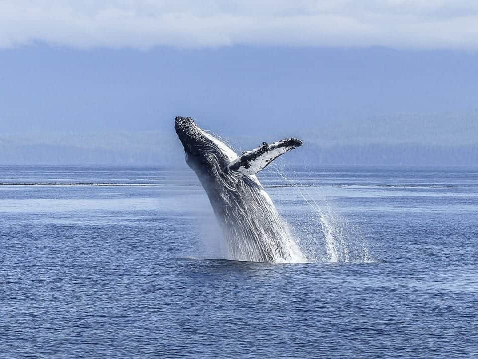 Whales Panama