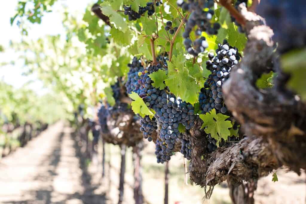 niagara falls vineyards