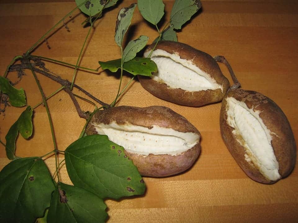 akebi fruit japan
