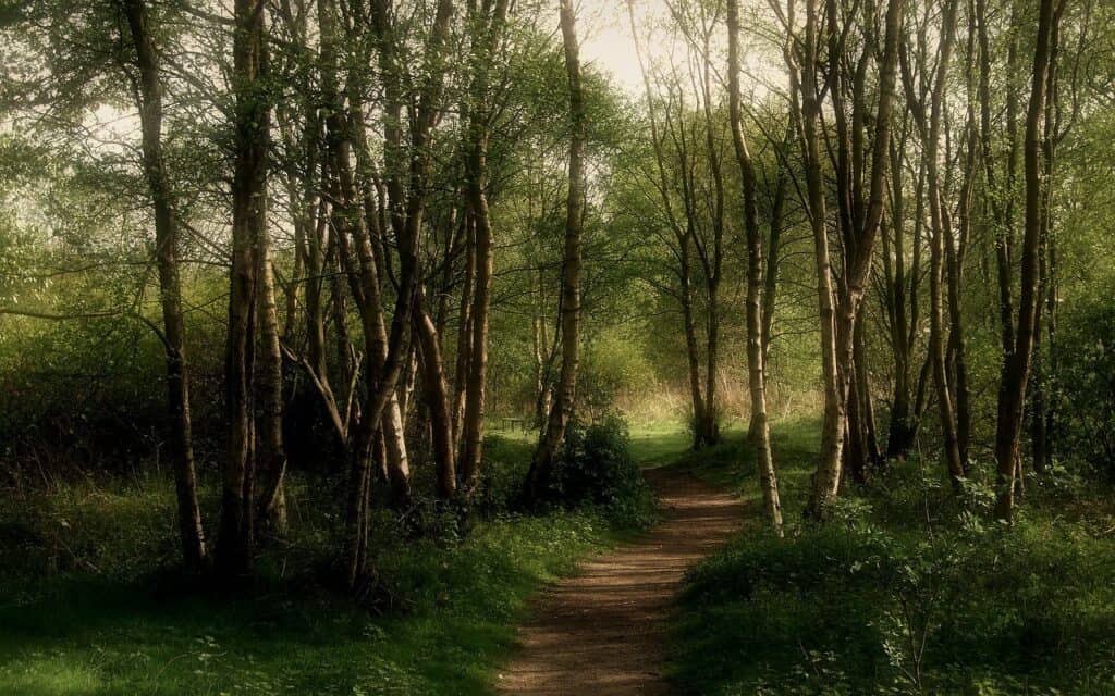 suicide forest