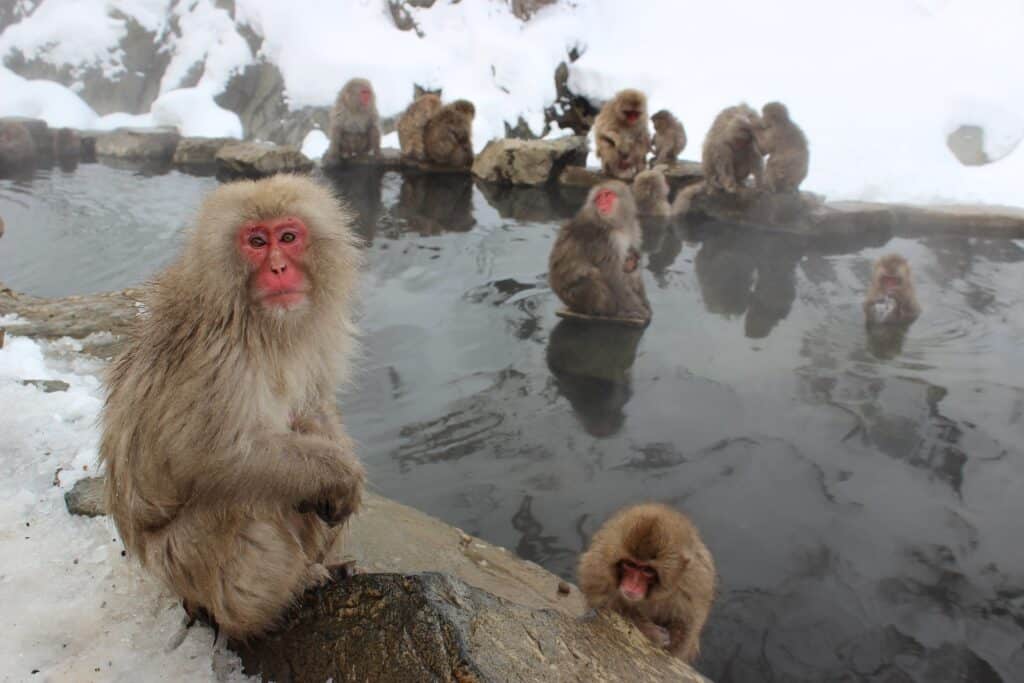 snow monkeys only in japan