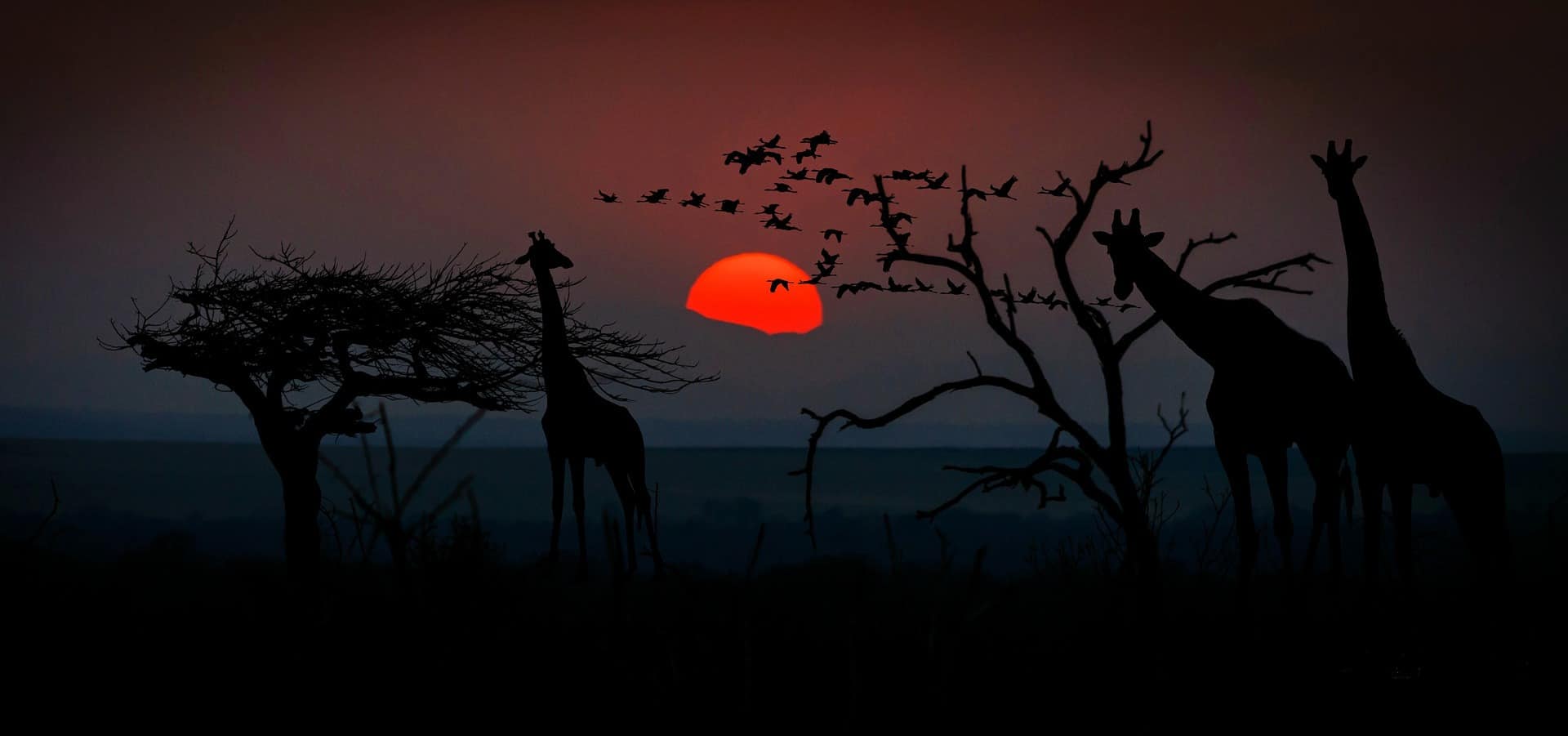 africa giraffes
