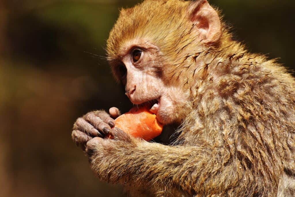 monkey eating 
