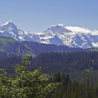 northern cordillera forest