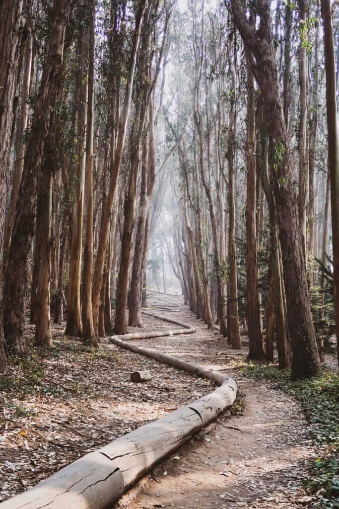 27 Hidden gems in San Francisco you didn't know about 4 san francisco Lovers’ Lane Trail