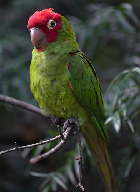 parrot of telegraph hill