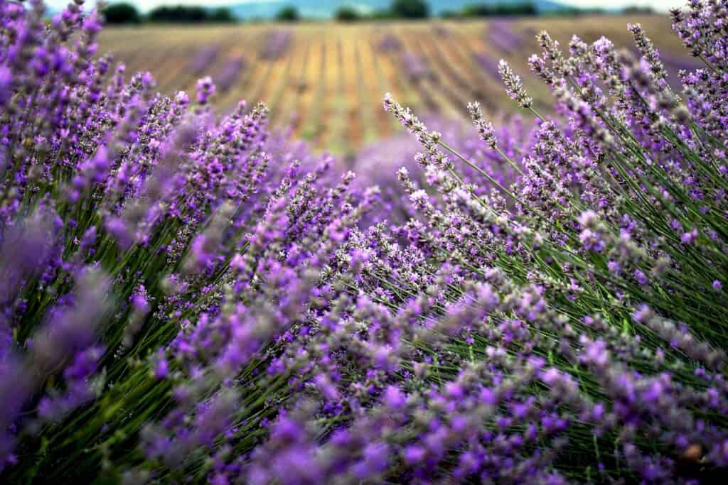 lavender fun facts about bulgaria