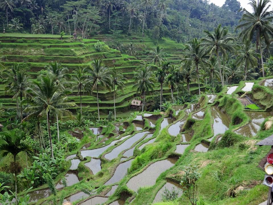 83 Exciting Things You Can Add To Your Bali Bucket List 6 tegalalang bali bucket list