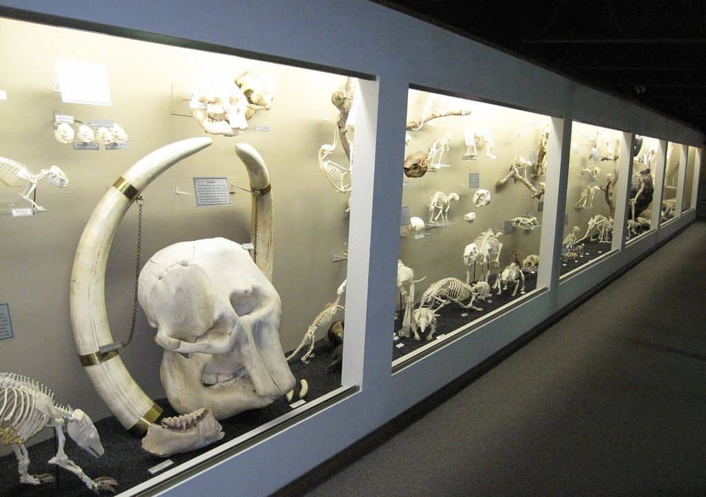 Orlando Off The Beaten Track- 18 Hidden Gems in Orlando You Didn't Know About 11 museum of osteology orlando
