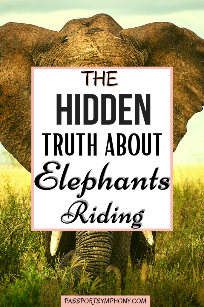 The hidden truth about elephant riding
