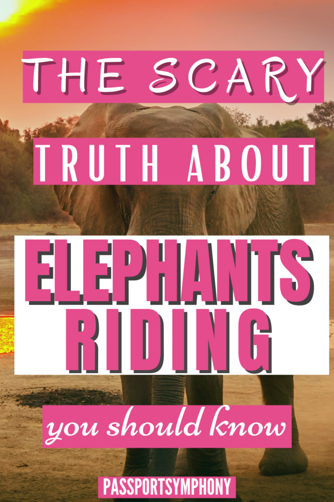The scary truth about elephant riding you should know
