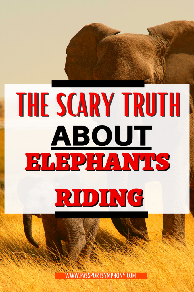 The scary truth about elephants riding