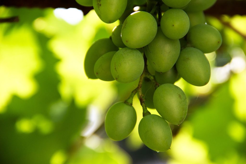 moldova grapes