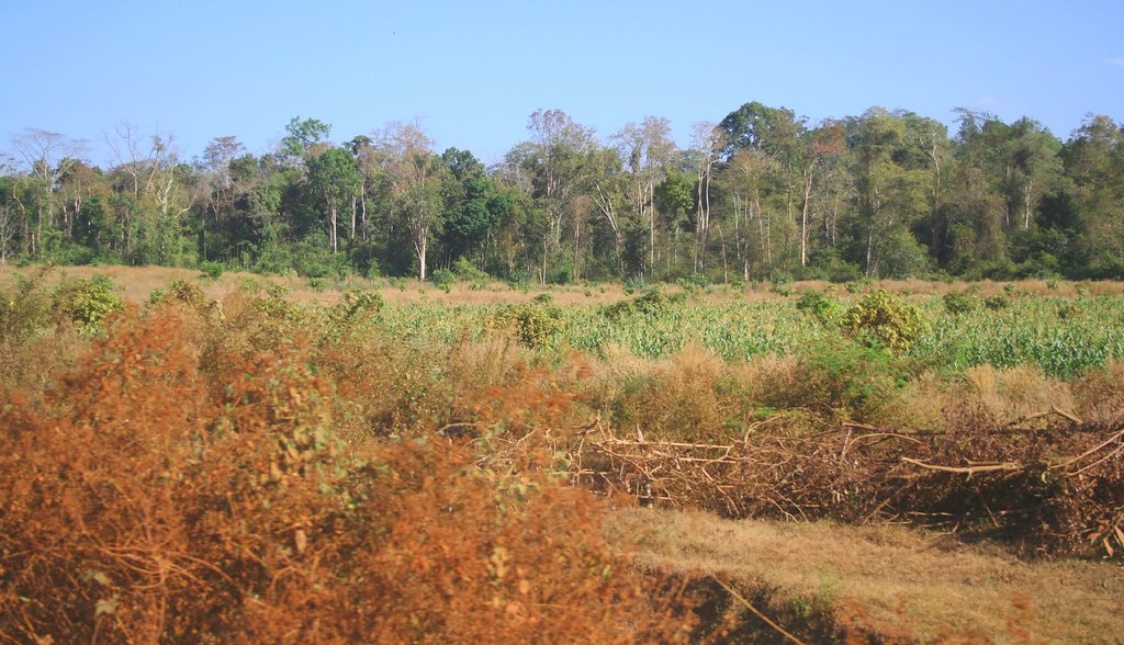 cambodia Deforestation