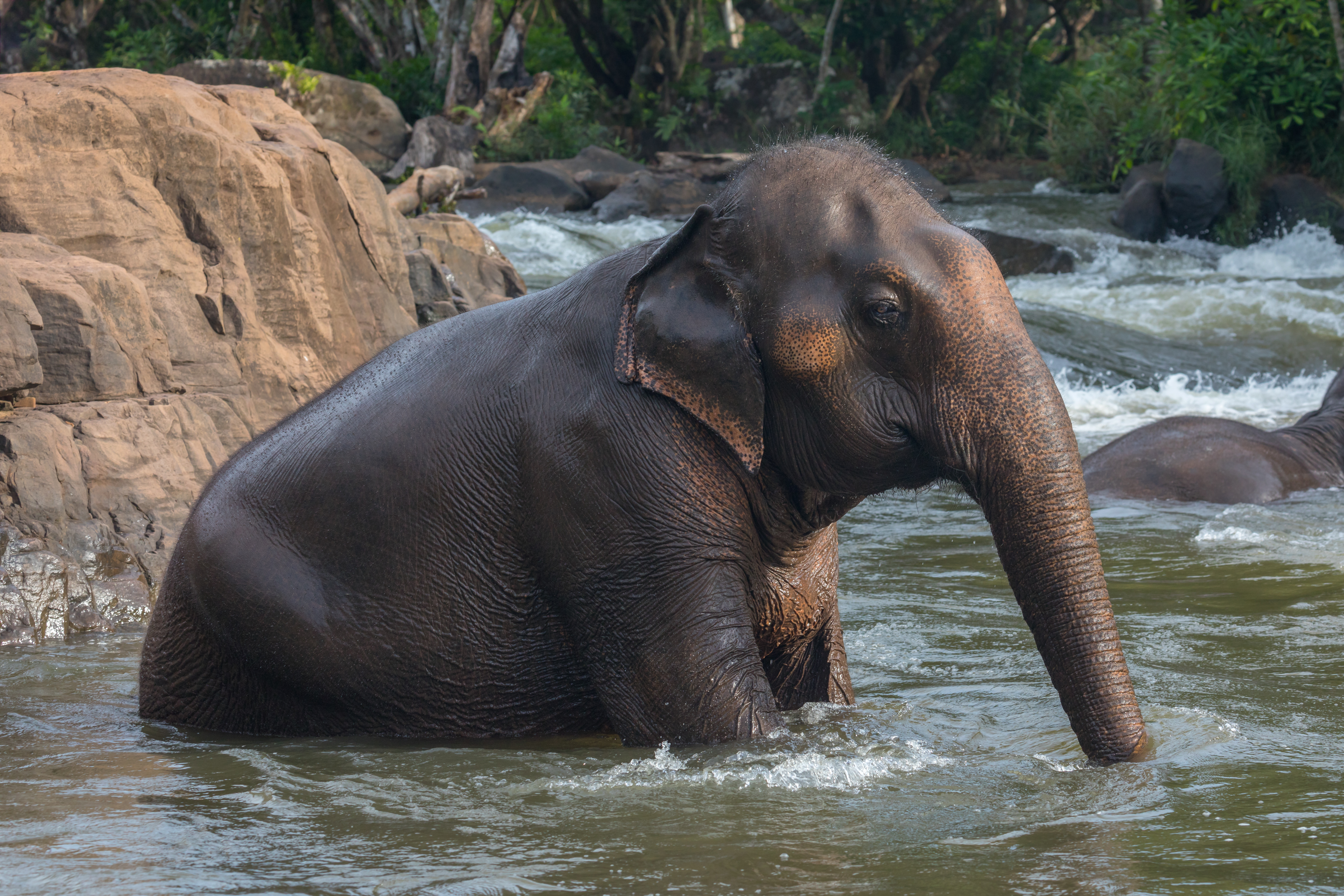 laos elephant