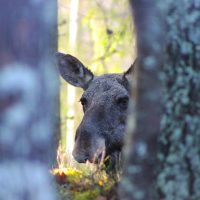 norway national animal