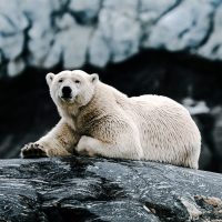 polar bears in norway